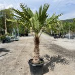 Palma konopná (Trachycarpus fortunei) - výška kmeňa 80-90 cm, celková výška 180-220 cm, kont. C70L (-17°C)